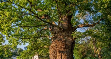 DĄB IM. JANA BAŻYŃSKIEGO DĄB IM. JANA BAŻYŃSKIEGO